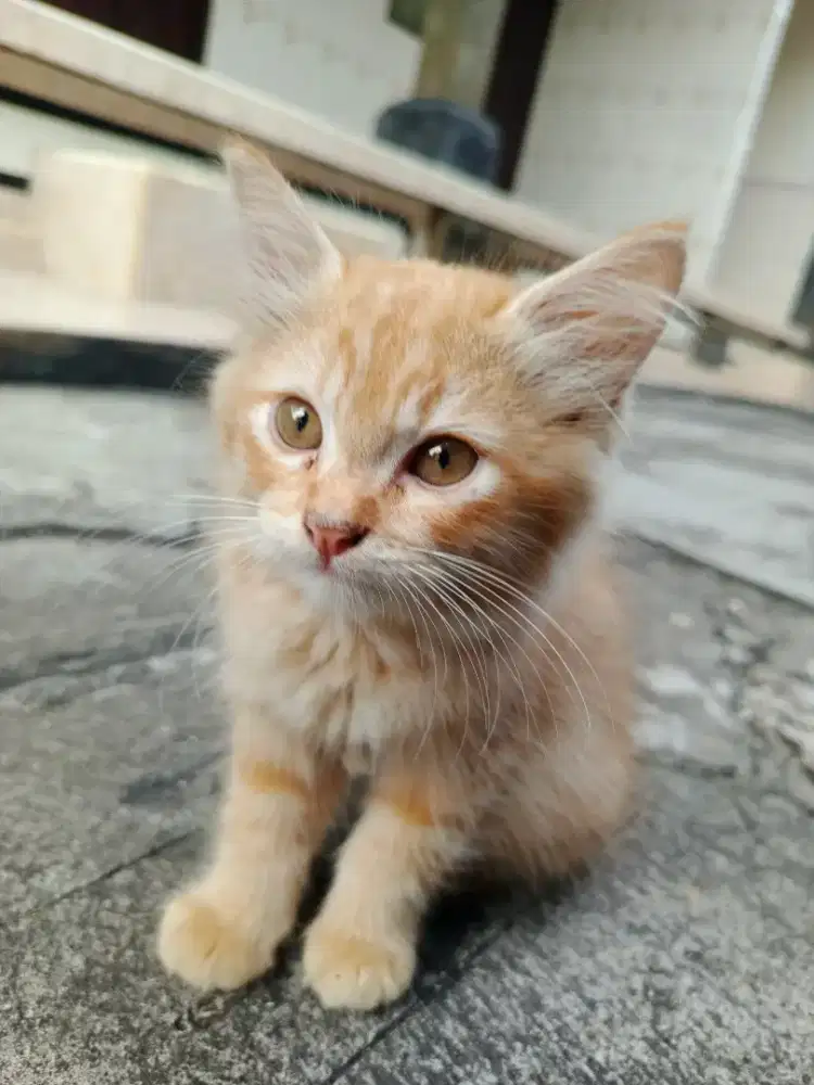Kucing siapa tau ada yg mau mahar