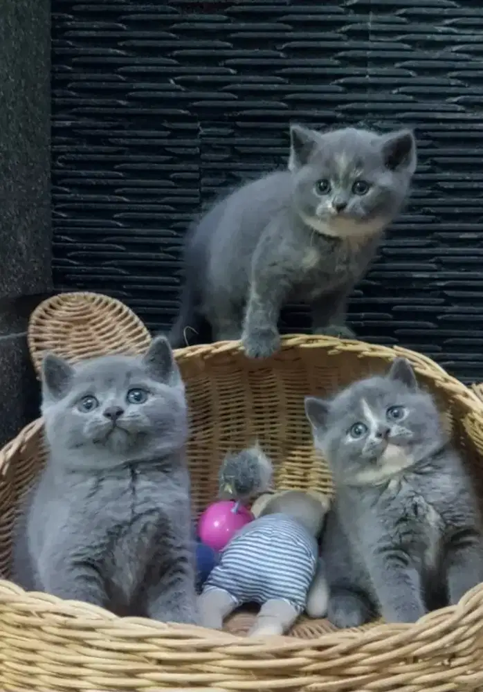British Shorthair Borongan