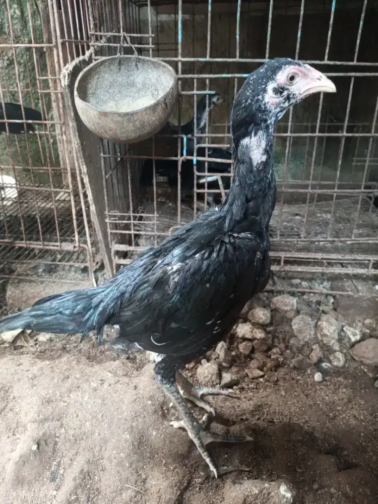 Ayam pakhoy betina 4 bulan