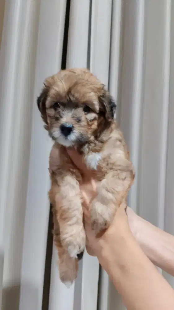 Anak anjing betina semua