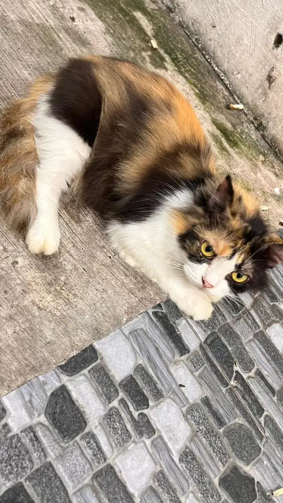 induk betina calico