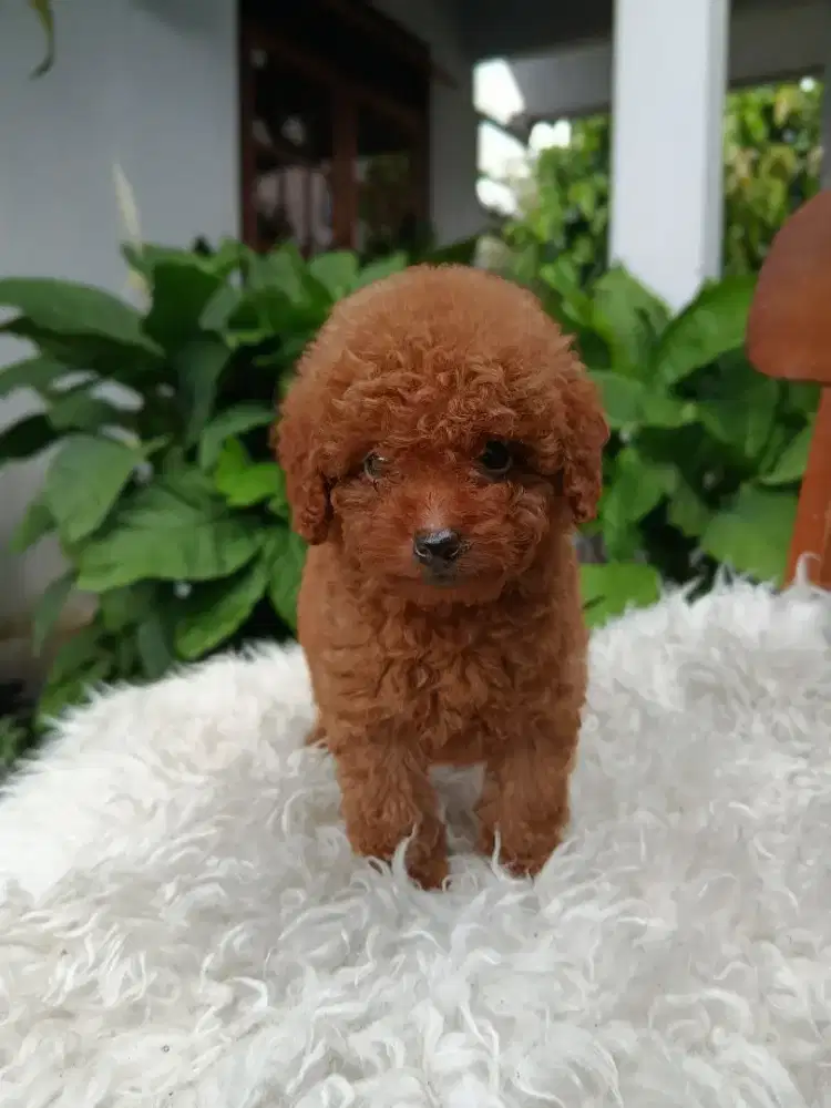 Red Toy Tiny poodle istimewa stambum