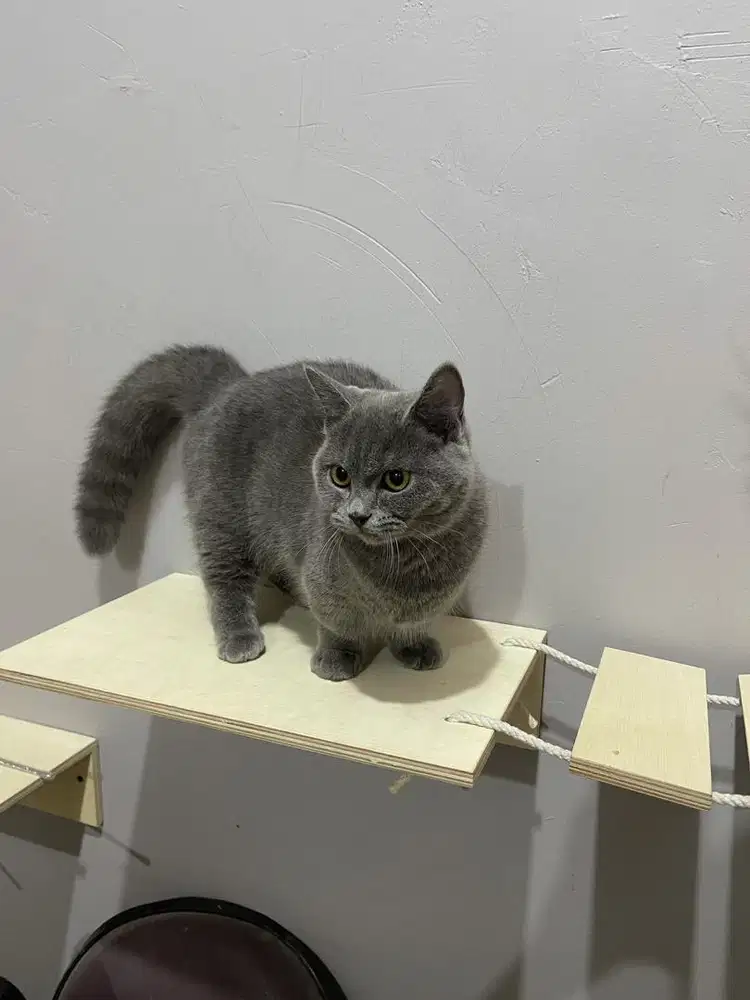 Bsh munchkin betina 7 bulan