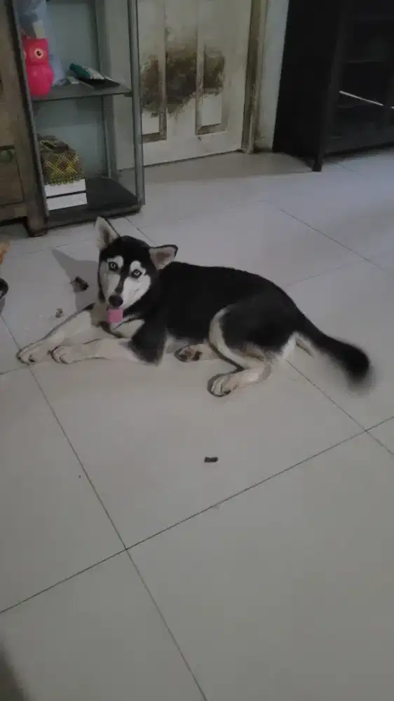 Anjing Siberian husky