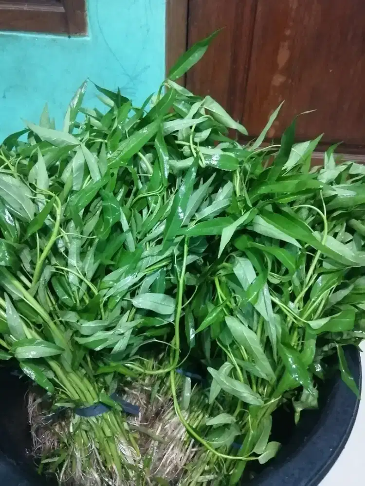 Jual Kangkung Fresh