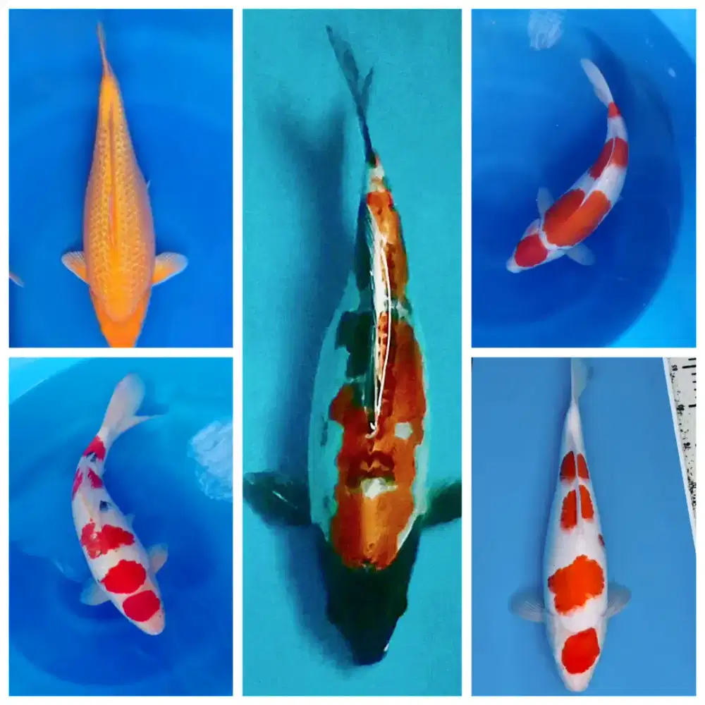 Ikan koi premium super bulky bagus ukuran 40 SD 47cmikan sehat normal