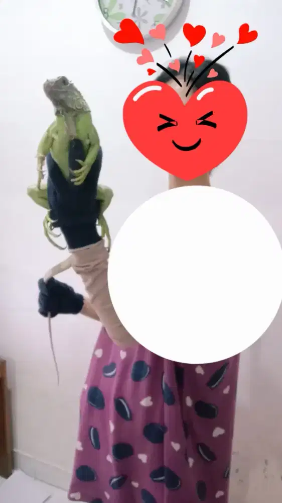 Iguana hijau ukuran sedang