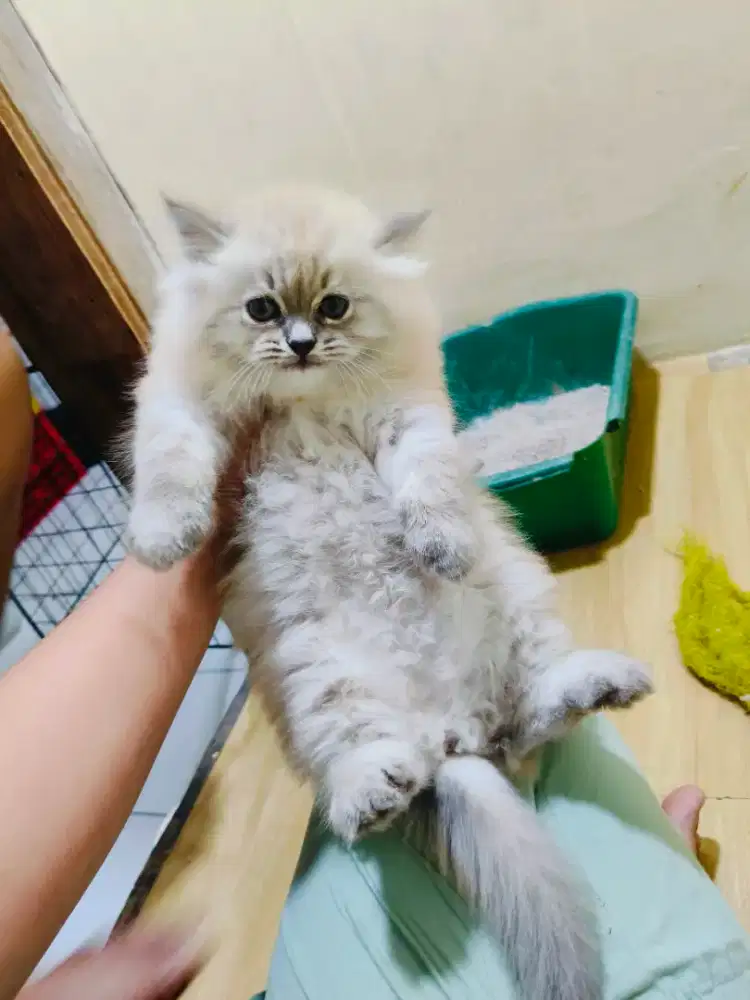 Kitten Himalaya