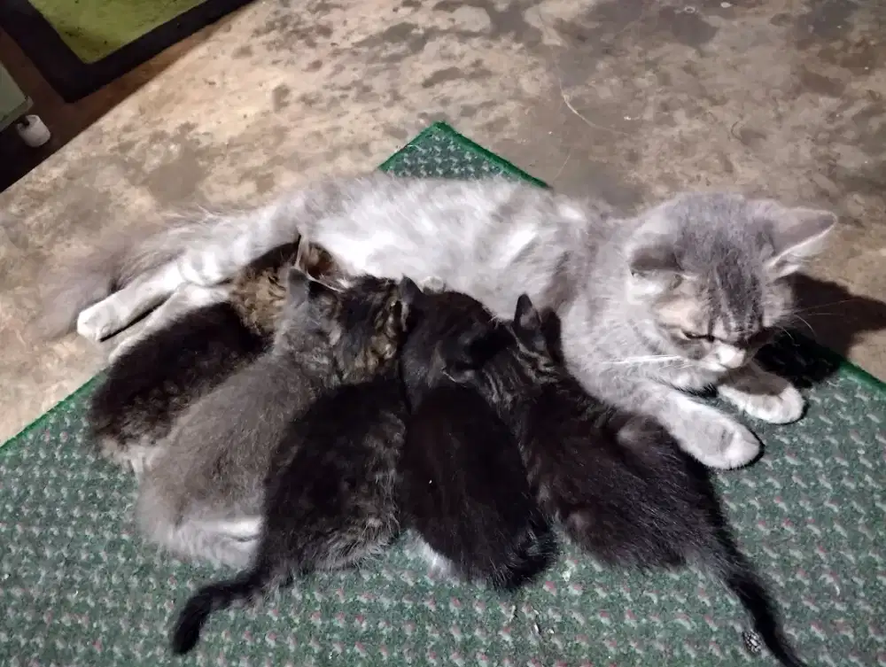 Free kucing persia mix dom saya kasih gratis
