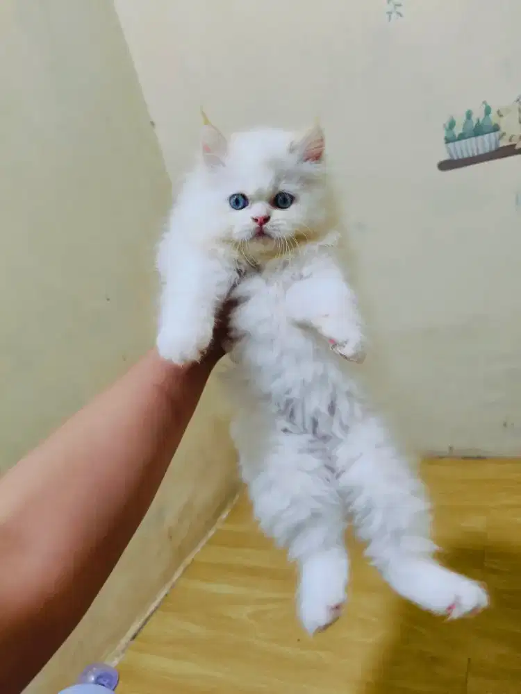 Kitten Himalaya red point