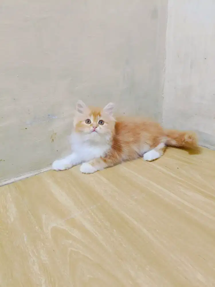 Kitten Persia oyen jantan
