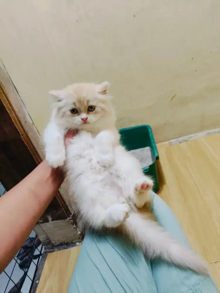 Kitten Persia jantan