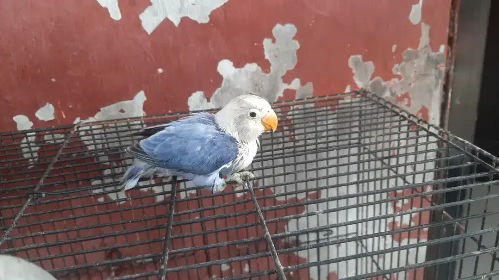 Macam macam lolohan lovebird