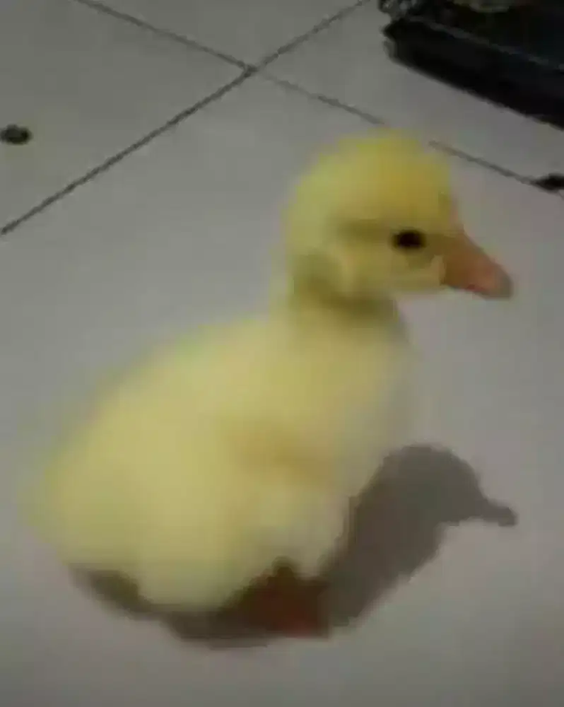 Anak Angsa Hibrida