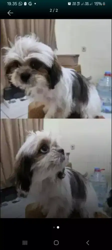 Dijual anak anjing shitzu umur 4 blnan, betina