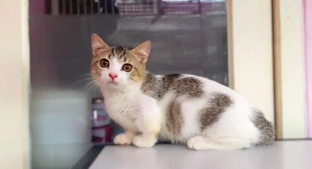 Kucing kitten munchkin bsh golden tabby bico