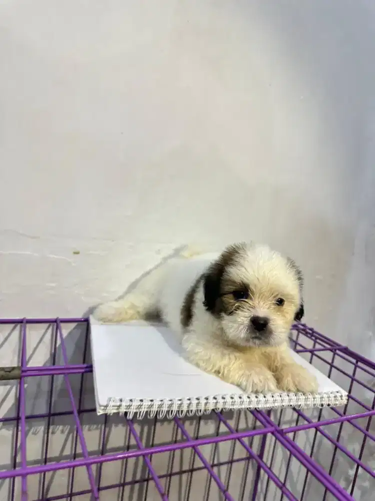 Anak anjing shih tzuy