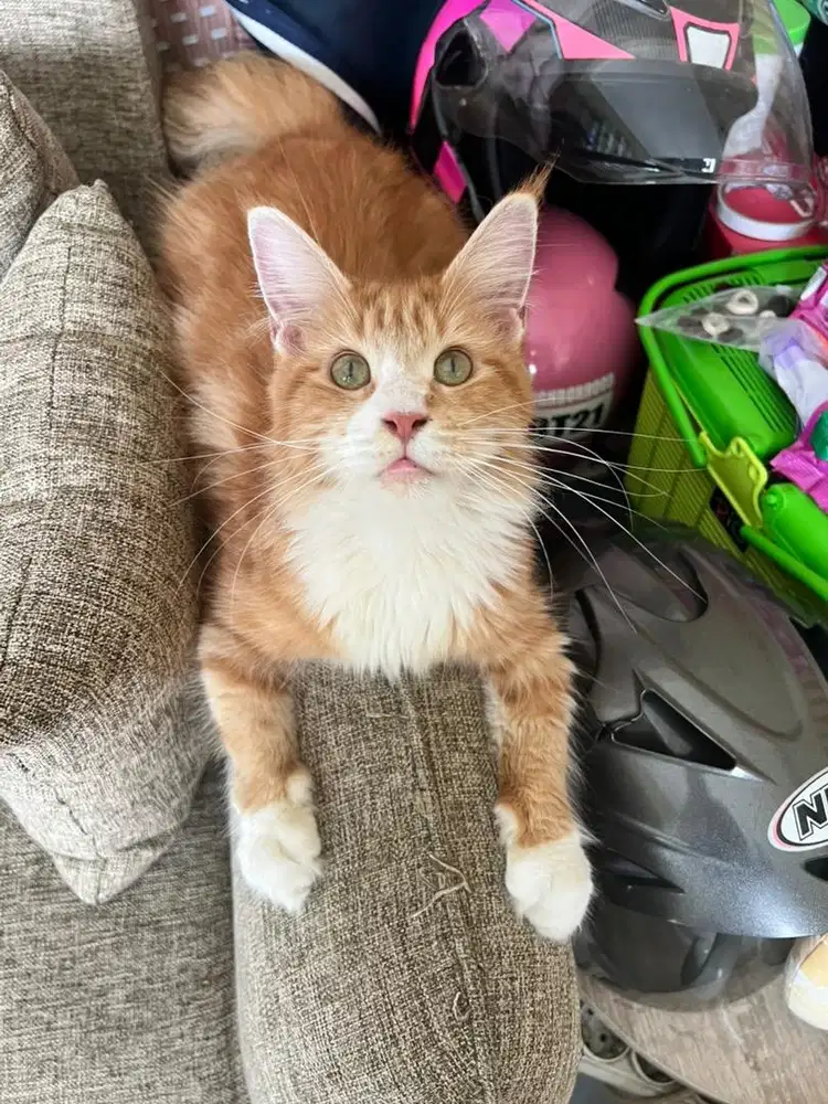 Kucing Mainecoon betina 4bulan