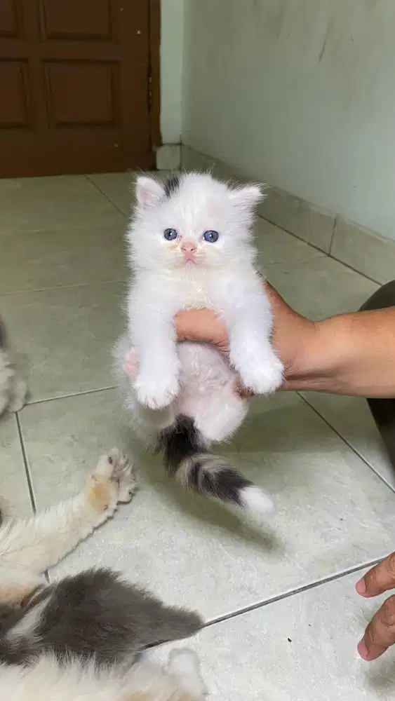 Kucing persia lucu