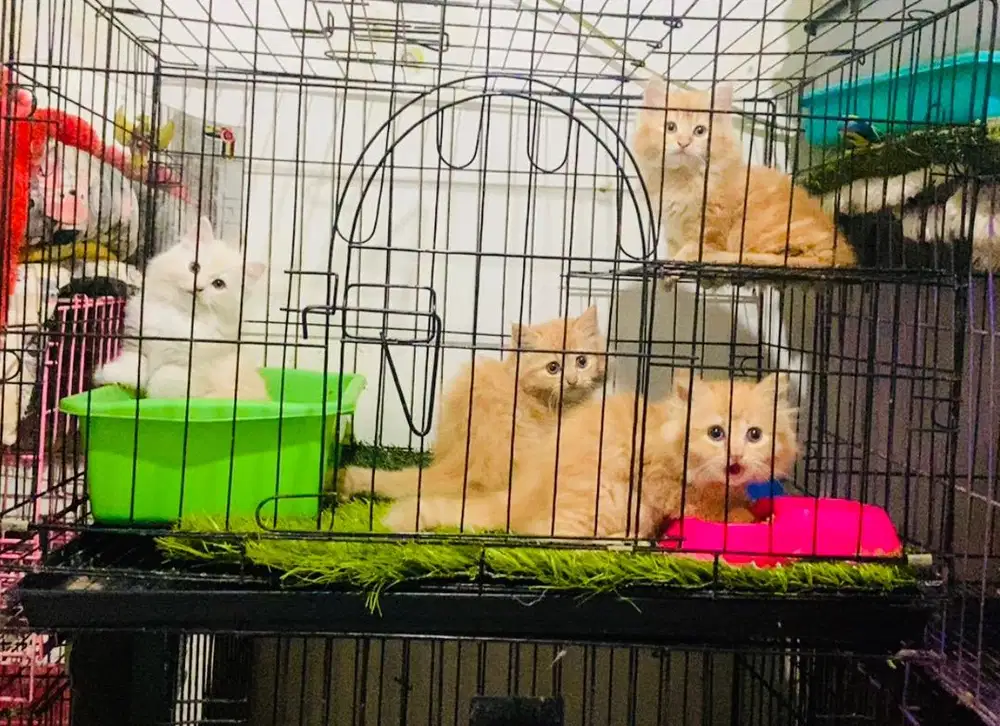 Kucing persia mix maincoon ( putih cream )