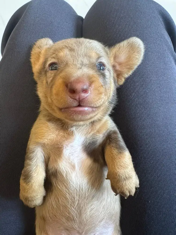 Open Adopt Pure minu tekel free kalung