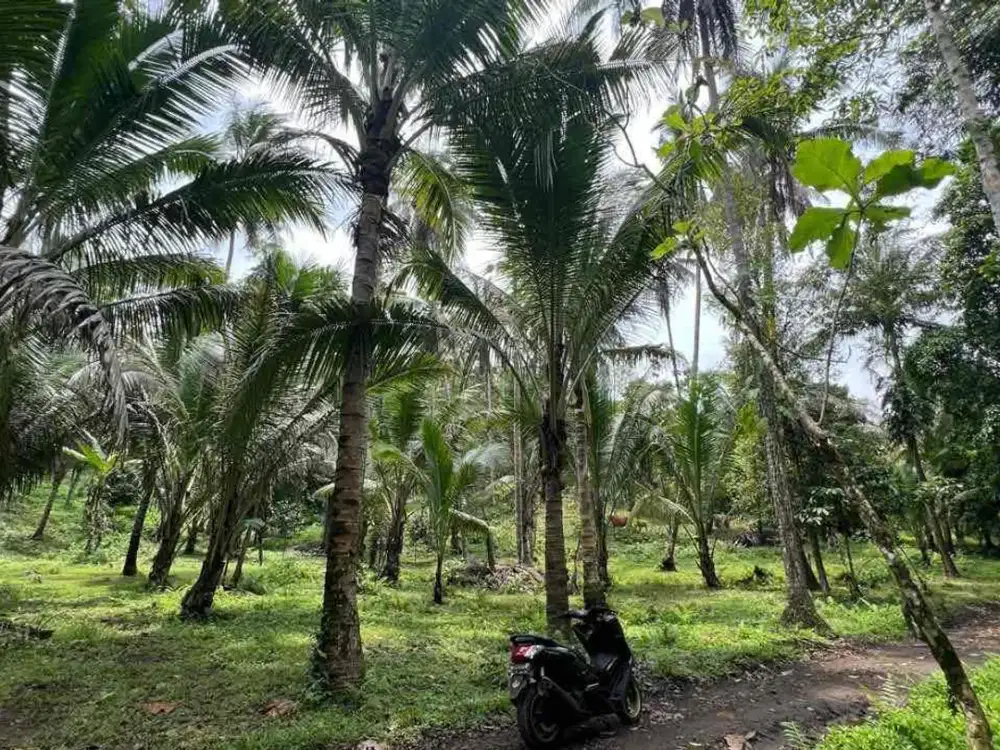 Di jual tanah kebun produktif contur datar