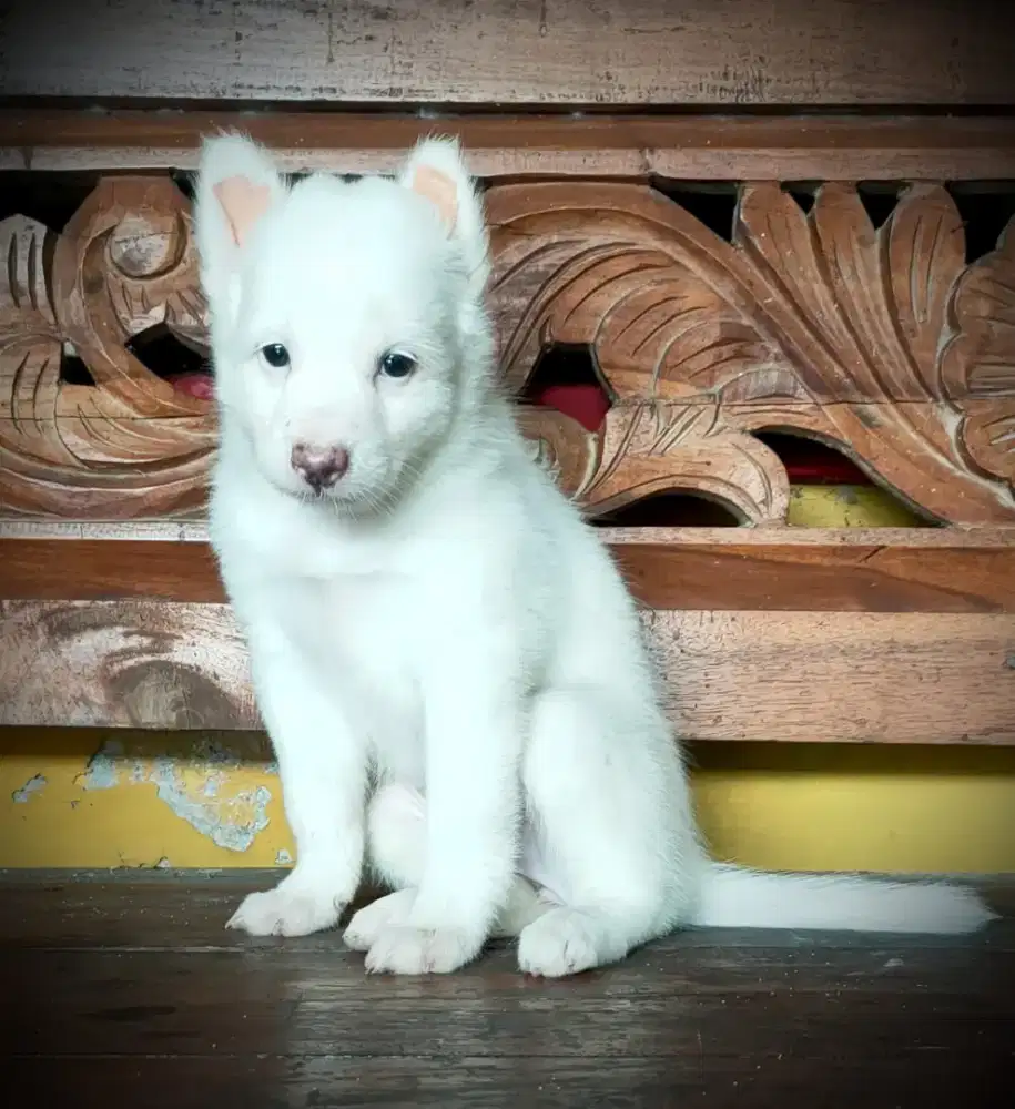Siberian Husky Mix Samoyed betina All White Betina