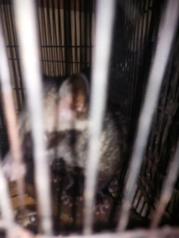 MUSANG PANDAN USIA 4 BULAN