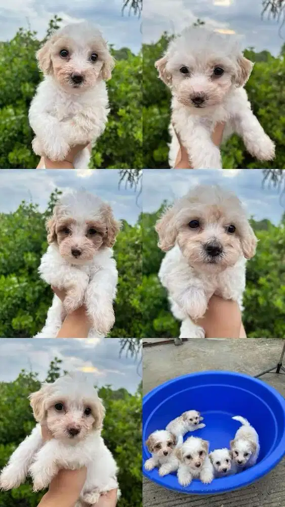ANAK ANJING MALTIPOO MALTESE MIX POODLE