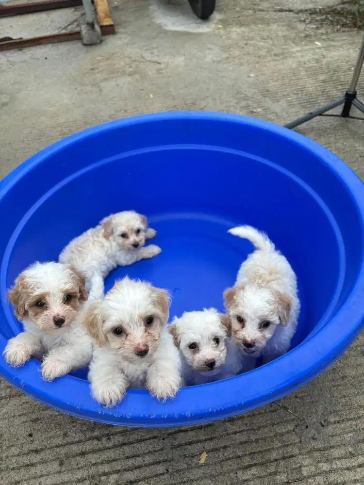 ANAK ANJING MALTIPOO MALTESE MIX POODLE