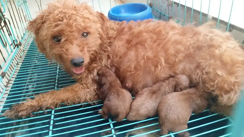 Red toy poodle female