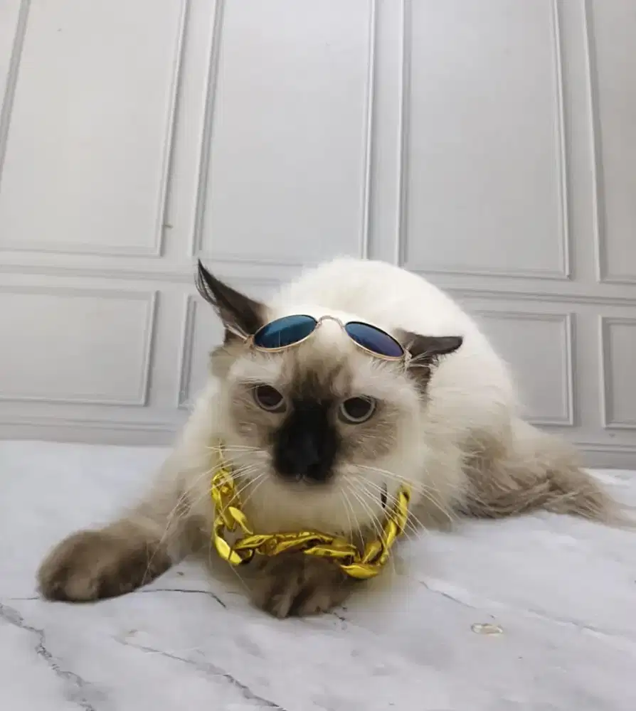 Kucing ragdoll ada sepasang