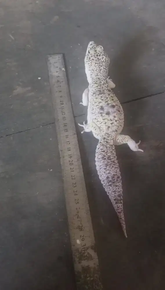 Gecko Jumbo 30 cm