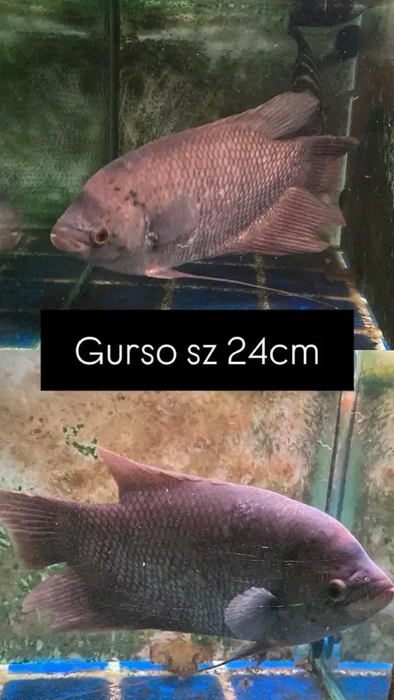 IKAN GURAME SOANG