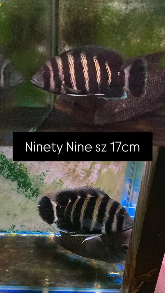 Ninty nine chiclid