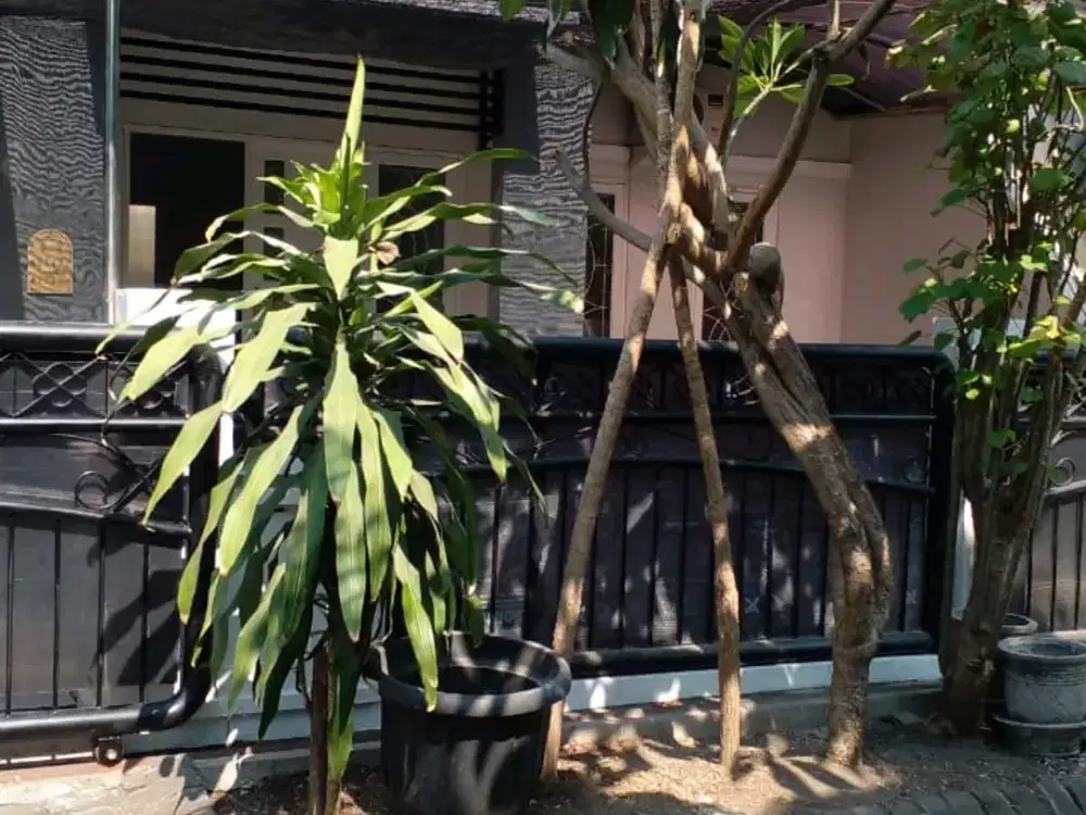 Rumah Palm Spring Jambangan