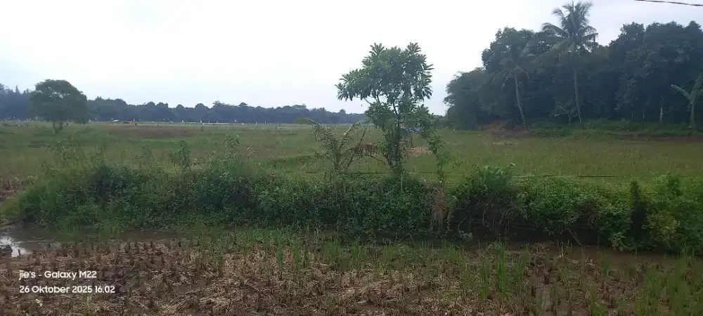Jual sawah produktif