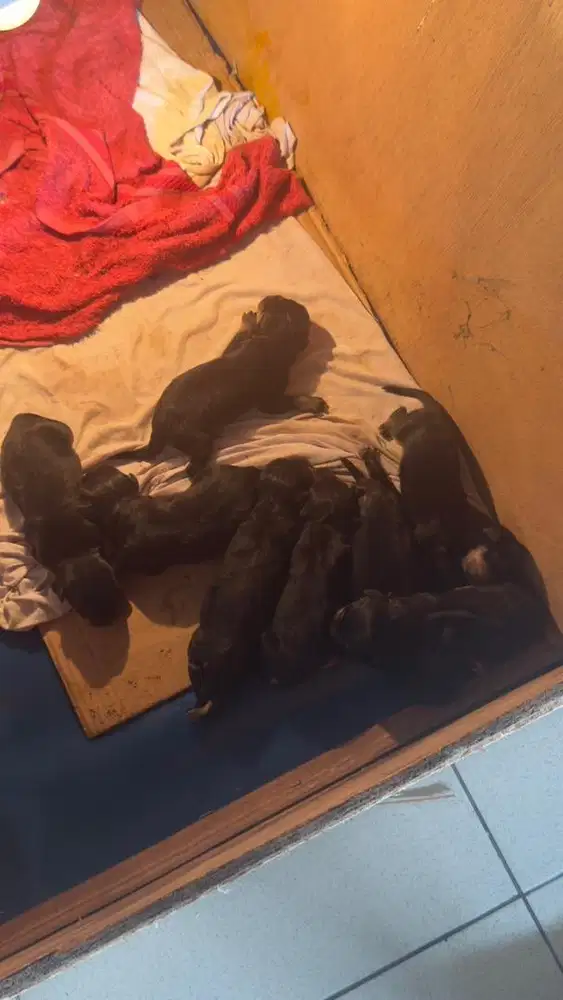 open boking anakan rowtweler stbm jamin besar