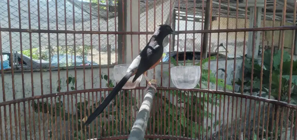 Murai Medan F4 jhos