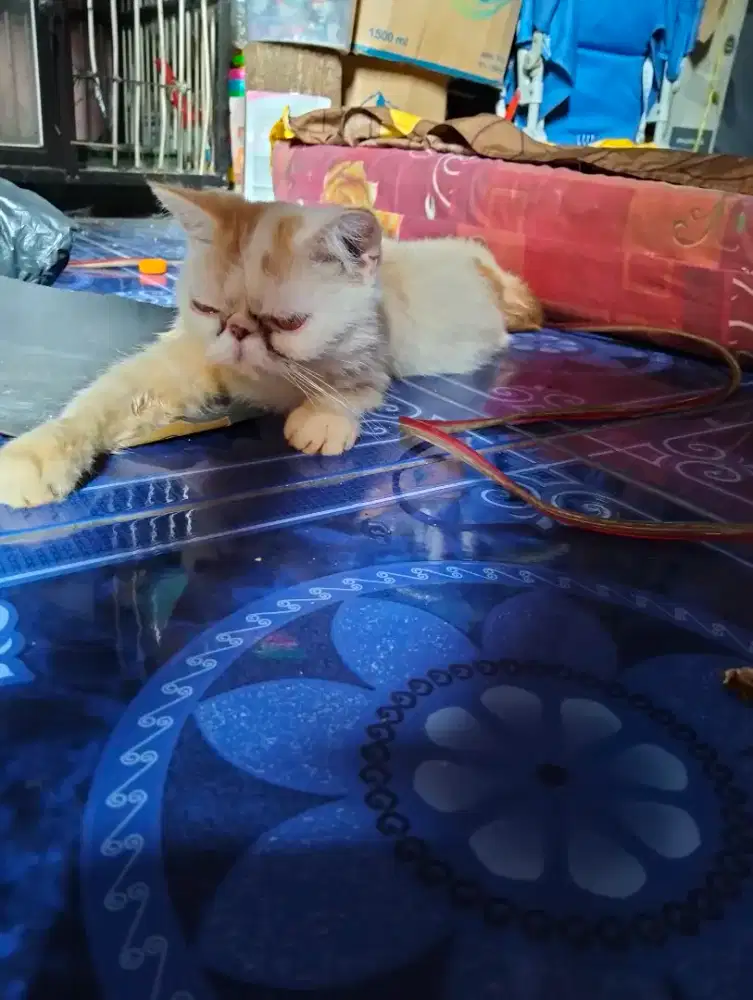 Kucing peaknose