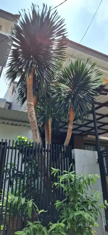 Pohon Pandan Bali