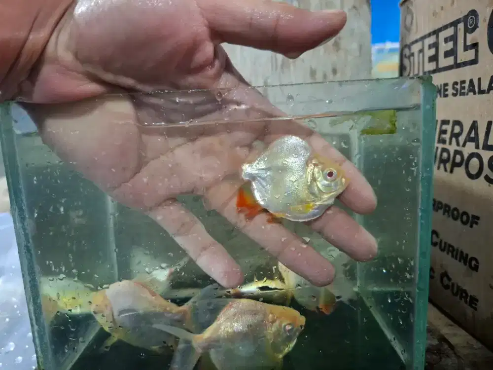 pacu albino short body