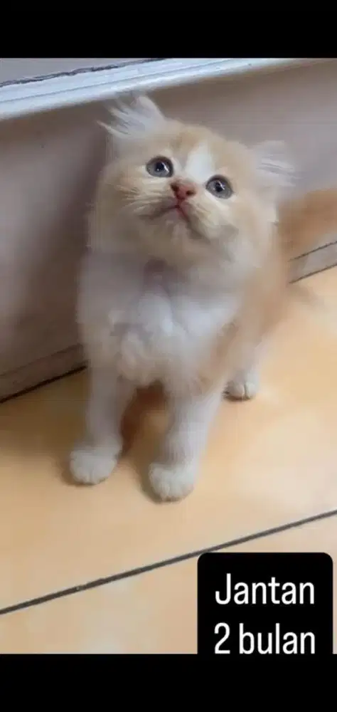 Kucing persia kitten
