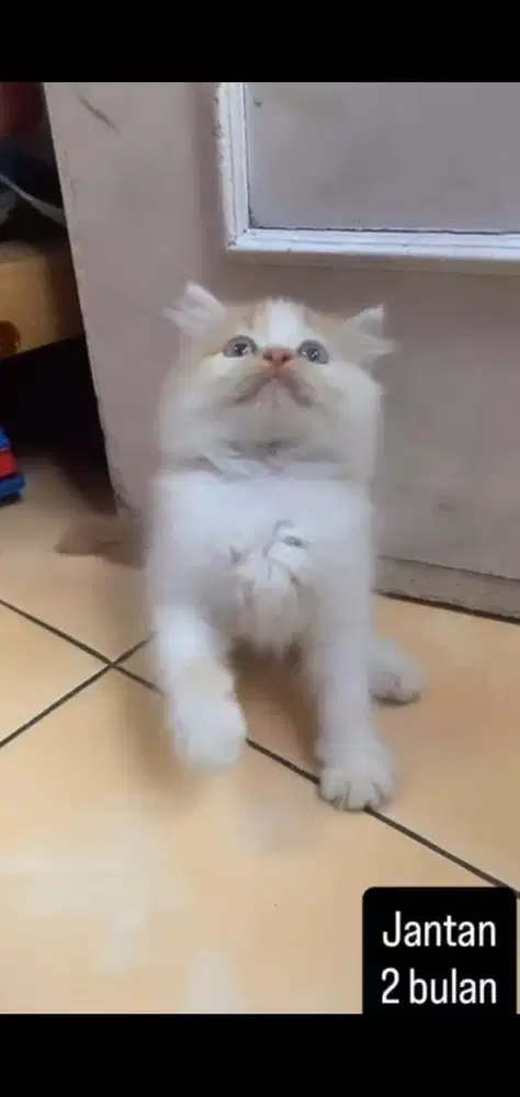 Kucing persia kitten