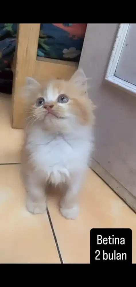 Kucing persia kitten
