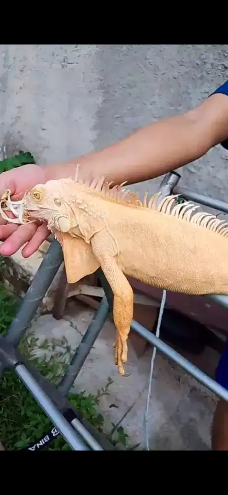 Iguana Indukan blue, albino, red albino t+, blue, green dh, hypo