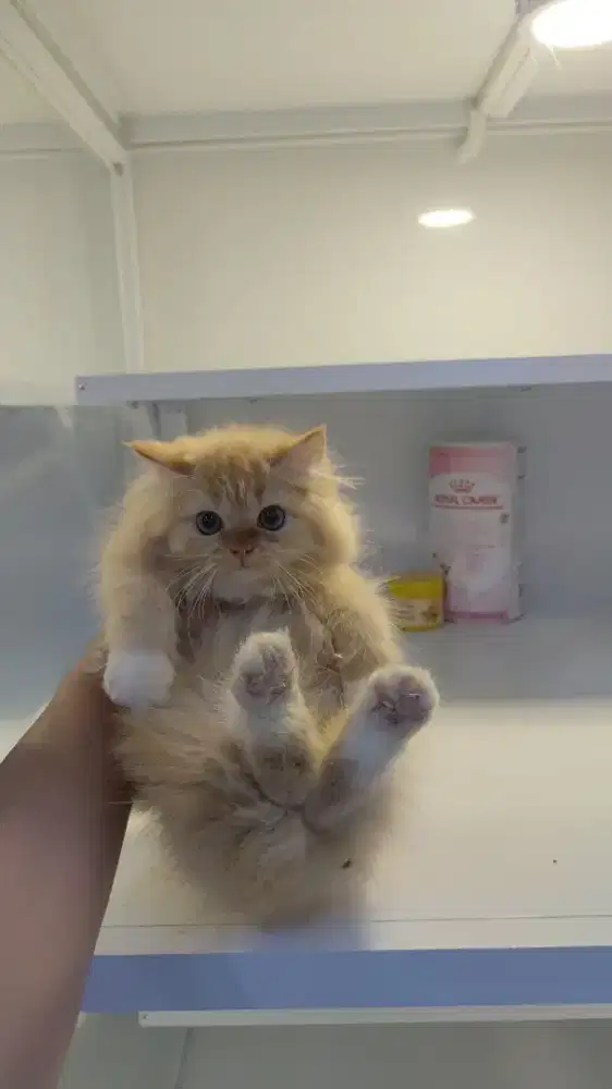 Kucing kitten ras persia flatnose betina