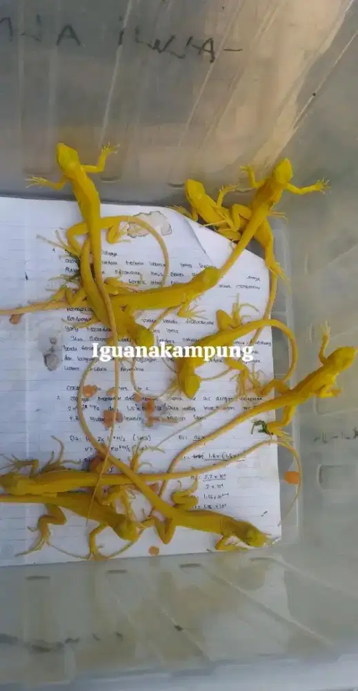 Iguana baby albino, green dan albino jjuvenil awal