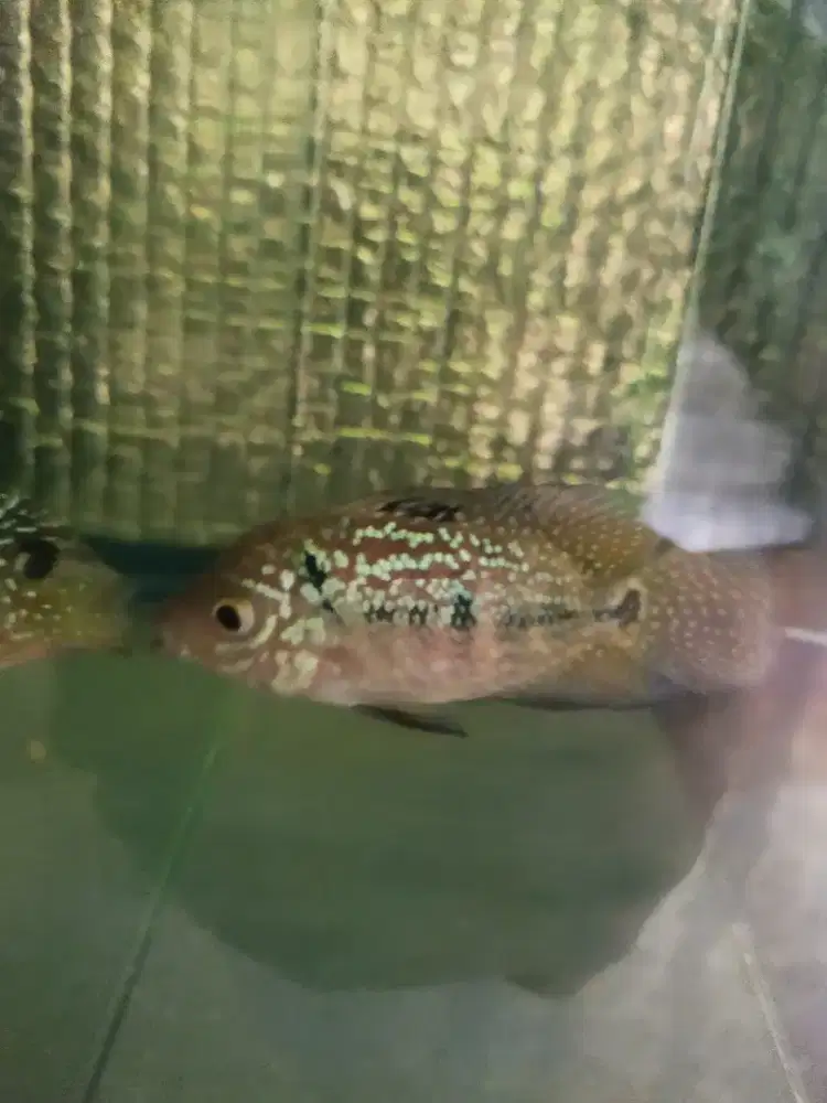 Female kamfa F2 thailand