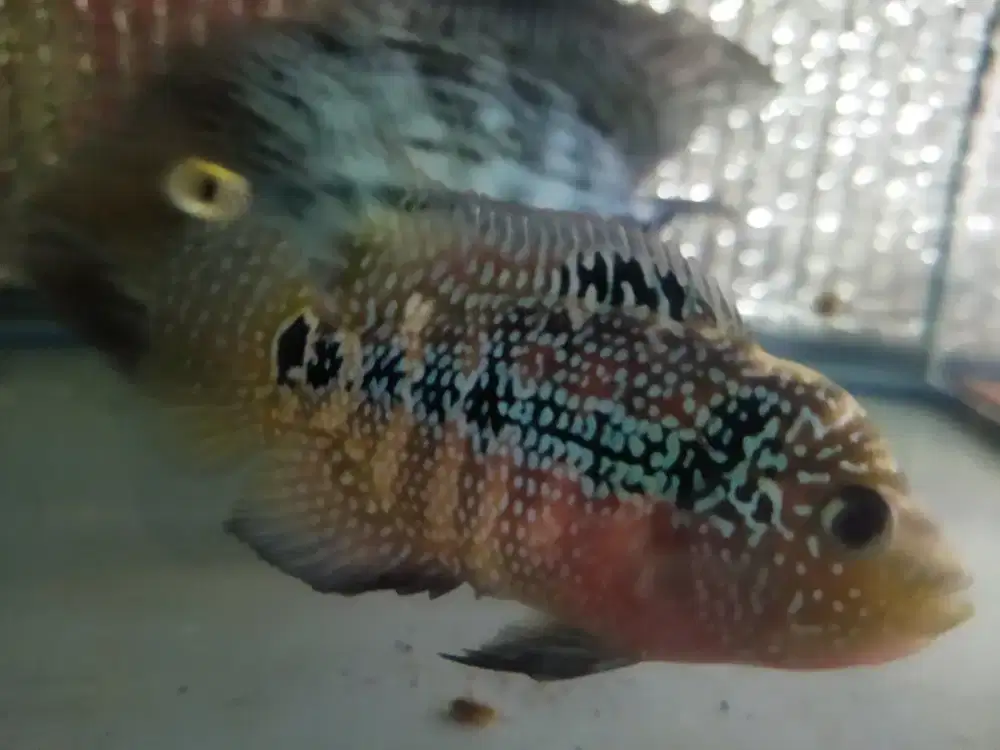 Female Kamfa F3 cros face mata putih